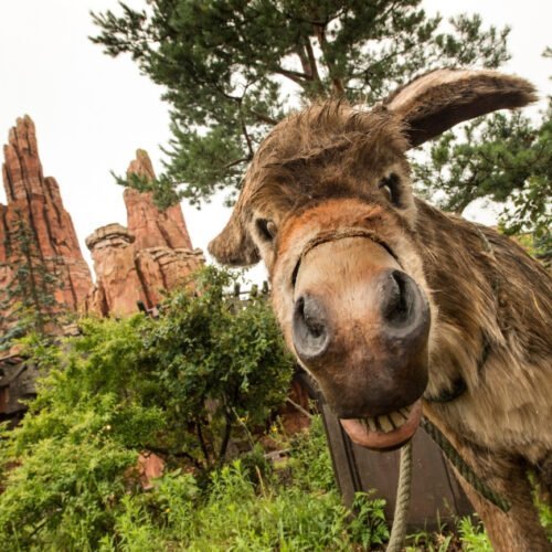 6 Ezel tussen het groen bij de attractie Big Thunder Mountain